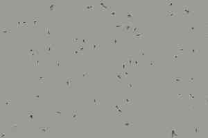 Линолеум Forbo Sphera Energetic 50216 pigeon фото  | FLOORDEALER